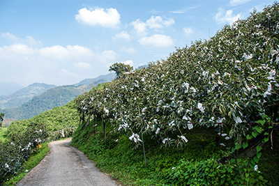 果園位於高山環繞的山坡地，非常適合甜柿生長