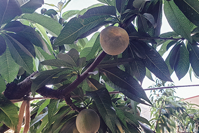 重新調整果園養分能量，讓水蜜桃好好長大