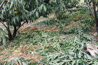 將修剪後的樹葉原地留下,作為增加土力的有機肥料