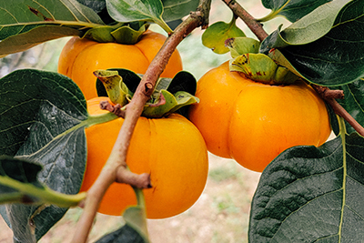 重新調整果園養分能量，讓日本甜柿長得頭好壯壯