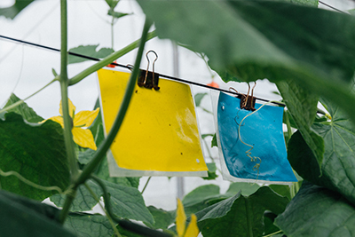 用安全防治資材，為黃瓜打造舒適的成長環境