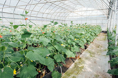 以溫室專業管理、離地栽培，穩定黃瓜品質