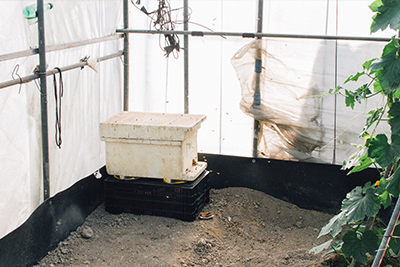 在溫室角落放置蜂箱，幫助哈密瓜授粉，提高結果率