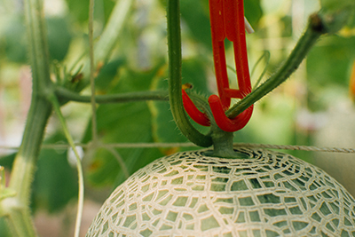 以吊鉤方式將發育良好、外觀及果型佳的香瓜吊在瓜網上