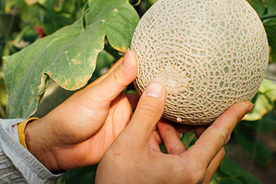 檢查洋香瓜底部的乾燥狀態，確認適當的採收熟度