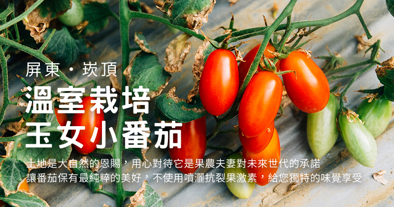 屏東溫室栽培玉女番茄