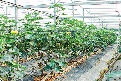 以溫網室種植無花果，細心保護果樹生長