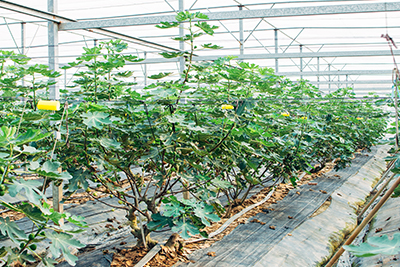 以溫網室種植無花果,細心保護果樹生長
