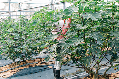 以人工摘採,將無花果一顆顆小心摘下