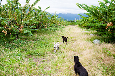 因將果園打造為安心園地，讓小動物們也能盡情奔跑