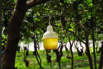 蜜棗果園內的果實蠅誘捕罐，採用友善環境的物理防治，細心保護枝頭上的珍貴果實