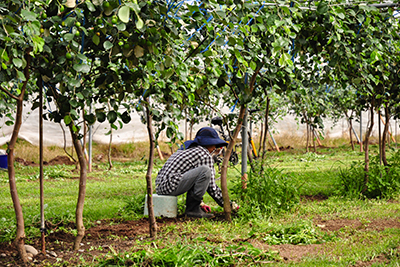 農人親自蹲在果樹下除草，堅持人工照料不噴除草劑，讓蜜棗果園的土壤充滿生命