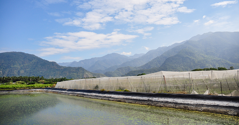 座落於中央山脈腳下的高雄六龜雪麗蜜棗果園，引用荖濃溪水灌溉，並透過網室細心呵護每一棵果樹。