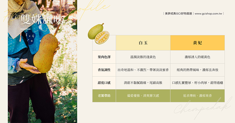 白玉與黃妃雙株榴槤蜜風味對比,帶您辨別淺黃清甜與暖黃濃郁的盛夏雙重層次風味