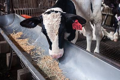 每隻牛都有獨立的耳標身分證，系統化專業飼養
